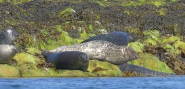 Gri foklar düşük tide, Isle of Skye, İskoçya kayalarda üzerinde görünümünü