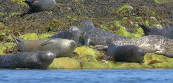 Gri Foklar Düşük Tide Isle Skye Skoçya Kayalarda Üzerinde Görünümünü — Stok video