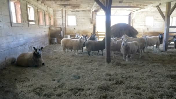 Moutons Debout Dans Old Barn Massachusetts Usa — Video