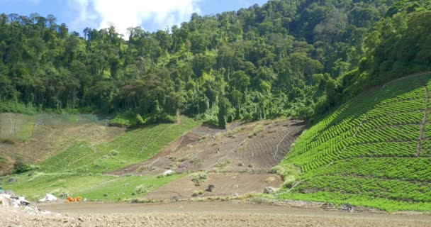 Vista Panorâmica Dos Campos Batata Parque Nacional Amistad Cerro Punta — Vídeo de Stock