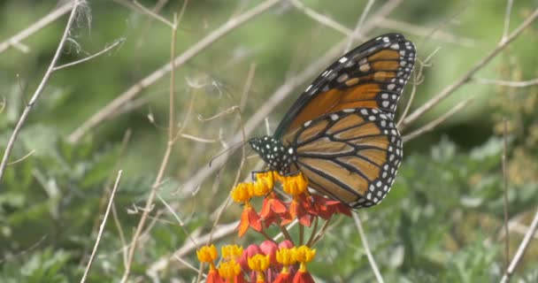 Monarch Schmetterling Auf Blume Feuchtgebiete Usa — Stockvideo