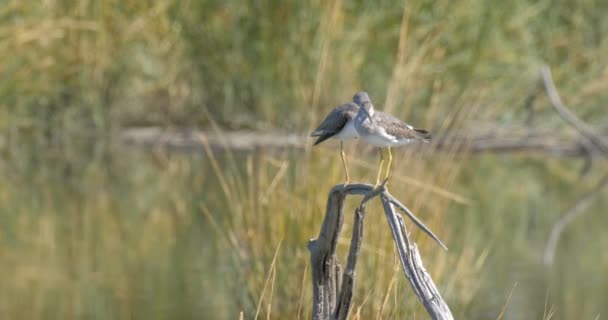 Greater Yellowlegs Restoring Marsh Benchland Usa — стоковое видео