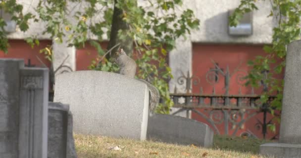 Grijze Eekhoorn Zittend Grafsteen Trinity Church Manhattan Verenigde Staten — Stockvideo