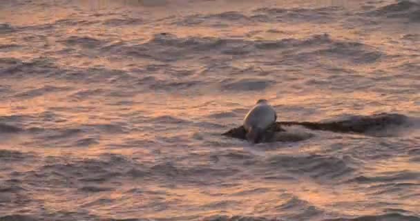 Harbor Seal Descansando Rocha Cape Cod Massachusetts Eua — Vídeo de Stock