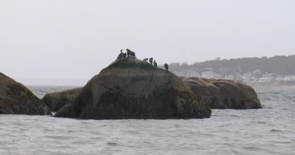 Flock Cormorants Rock Cape Cod Massachusetts — Vídeo de stock