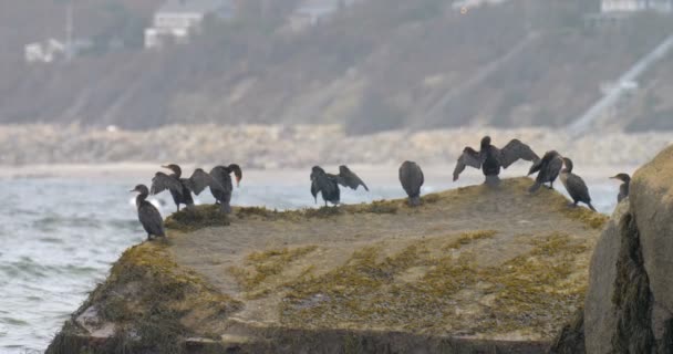 Flock Cormorants Rock Cape Cod Massachusetts — Vídeo de stock