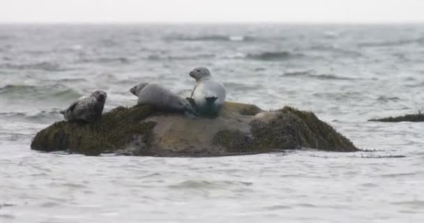 Harbor Seals Descansando Rocha Cape Cod Massachusetts Eua — Vídeo de Stock