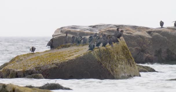 Cormorants Preening Rock Cape Cod Massachusetts Usa — Stock Video