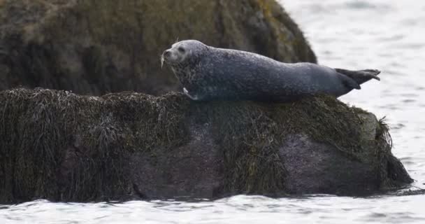 Тюлень Звичайний Відпочиваючи Скелі Кейп Код Штат Массачусетс Сша — стокове відео