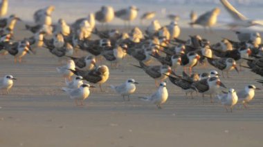 Kırlangıçlar ve kumsalda, Cape May, ABD dinlenme Skimmers