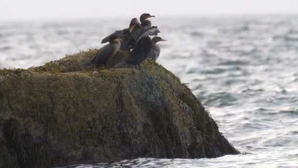 Flock Cormorants Rock Cape Cod Massachusetts Usa — Stock Video