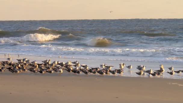 Skimmers Descansando Praia Areia Cape May Eua — Vídeo de Stock