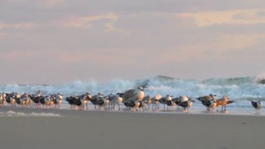 Kevgir ve kumsalda, Cape May, ABD dinlenme martı