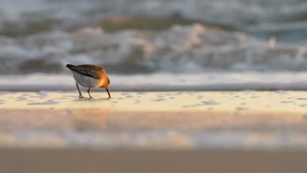 砂浜のビーチ 米国で餌ハマシギ — ストック動画