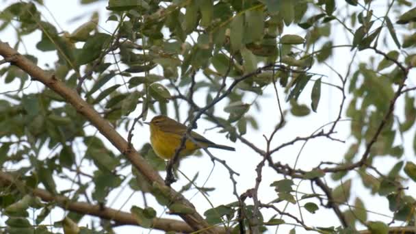 Amarelo Warbler Migração Cape May Eua — Vídeo de Stock
