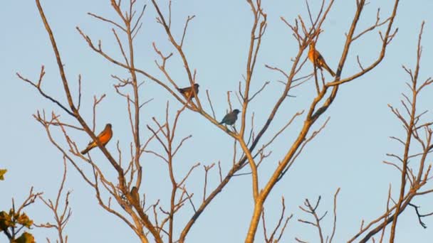 Amerikanische Robin Über Migration Cape May Usa — Stockvideo