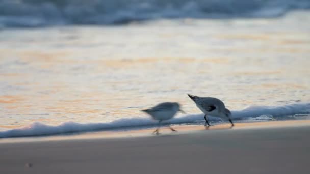 Sanderlings Σίτιση Στην Παραλία Του Cape May Usa — Αρχείο Βίντεο