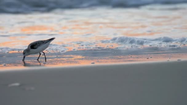 Sanderling Feeding Beach Cape May Usa — Stock Video