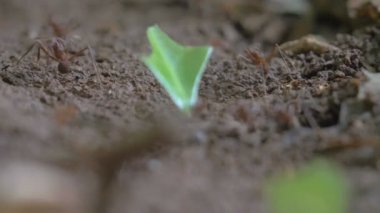 Yaprak kesici yaprak, Panama city Metro park, Panama, Amerika Birleşik Devletleri parçaları ile hareket karıncalar