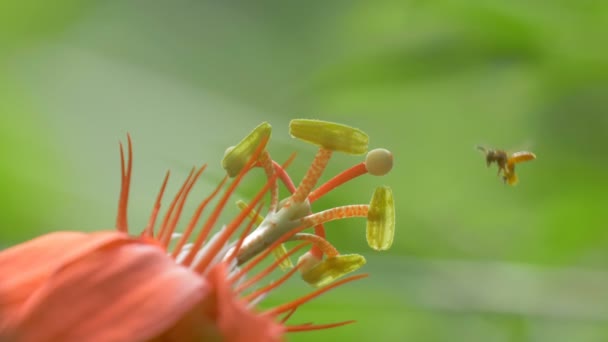 Vilda Bee Tropisk Blomma Panama City Metro Park Panama — Stockvideo