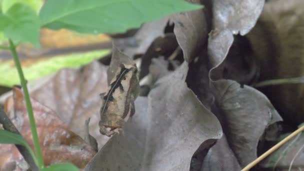 Nahaufnahme Getarnter Frosch Auf Regenwaldmehl Panama City Metro Park Panama — Stockvideo