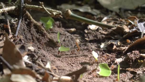 Μυρμήγκια Κοπτών Φύλλων Που Κινείται Τεμάχια Φύλλων Πόλη Του Παναμά — Αρχείο Βίντεο