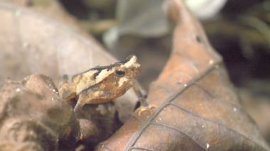 Kamufle kurbağa görünümü Kapat üzerinde yağmur ormanları un, Panama City Metro Park, Panama