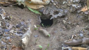 Yaprak kesici yaprak, Panama city Metro park, Panama, Amerika Birleşik Devletleri parçaları ile hareket karıncalar