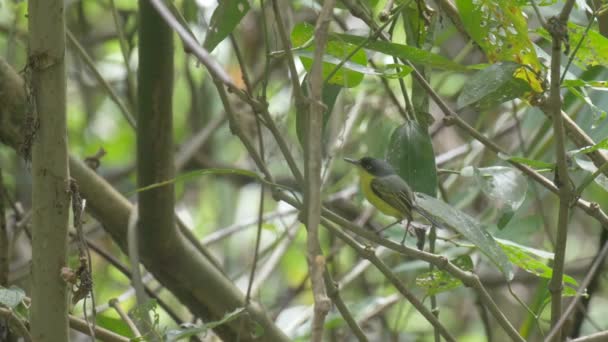 Flycatcher Κάθονται Στο Κλαδί Δέντρου Αγωγού Road Παναμάς — Αρχείο Βίντεο