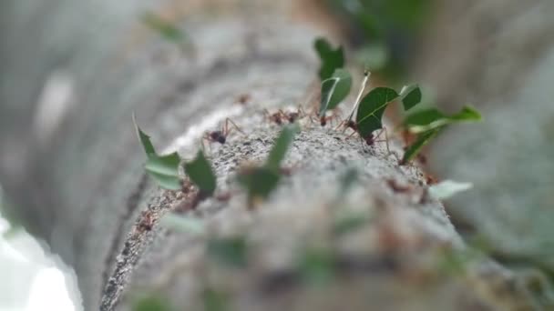Leaf Cutter Ants Moving Pieces Leaf Panama City Metro Park — стоковое видео