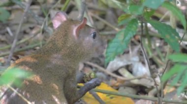 Orman meyve, Panama City Metro park, Panama yemek Aguti görünümü Kapat
