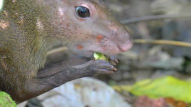 Orman meyve, Panama City Metro park, Panama yemek Aguti görünümü Kapat