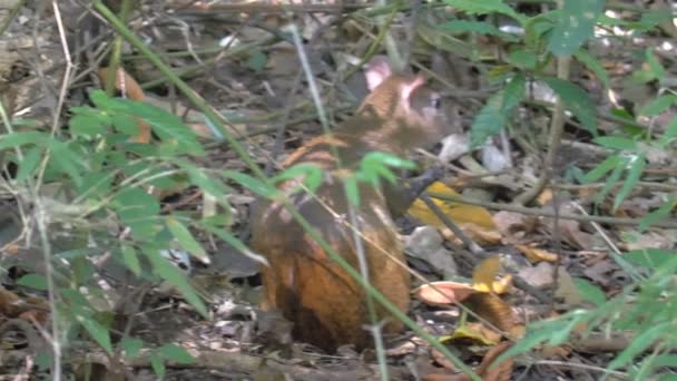 Fechar Vista Aguti Comendo Frutas Floresta Parque Metrô Cidade Panamá — Vídeo de Stock