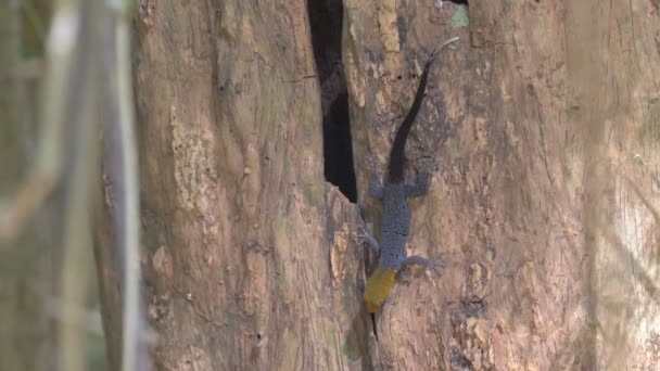 Nahaufnahme Der Bunten Eidechse Auf Einem Baum Panama City Metro — Stockvideo