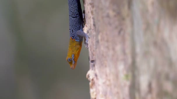 Близький Вид Барвисті Ящірка Дереві Панама Панама Сіті Метро Парк — стокове відео