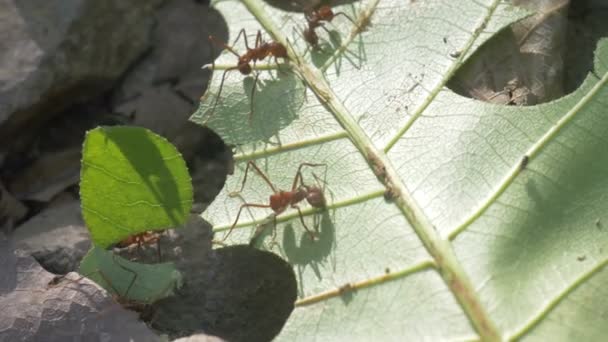 Leaf Cutter Ants Cutting Leaf Panama City Metro Park Panama — Stock Video
