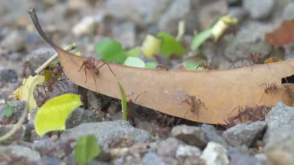 Leaf Cutter Ants Moving Dead Leaf Path Panama City Metro — Stock Video