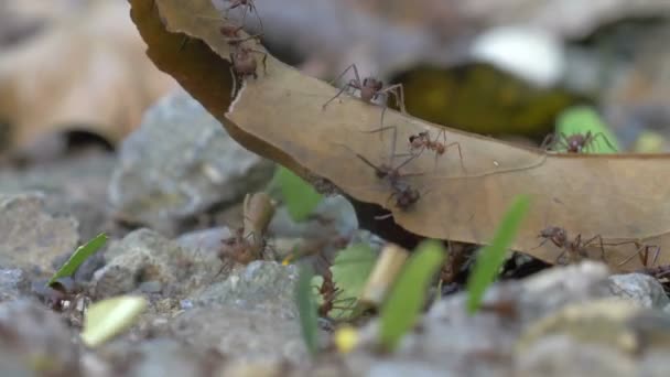 Formigas Cortadoras Folhas Movendo Folha Morta Caminho Parque Metrô Cidade — Vídeo de Stock