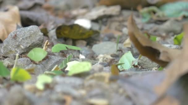 Leaf Cutter Ants Moving Pieces Leaf Panama City Metro Park — стоковое видео