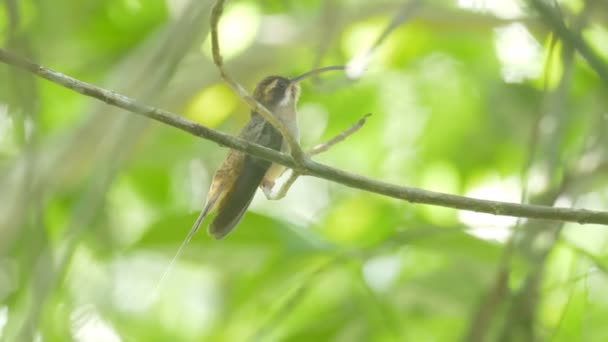 Ermite Long Bec Assis Sur Branche Pipeline Road Panama — Video