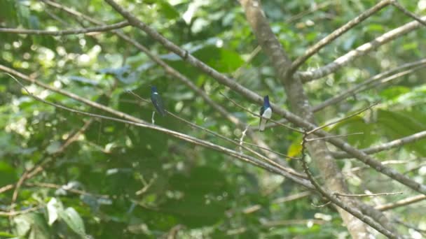 Vit Necked Jakobinerna Sitter Trädgren Pipeline Road Panama — Stockvideo