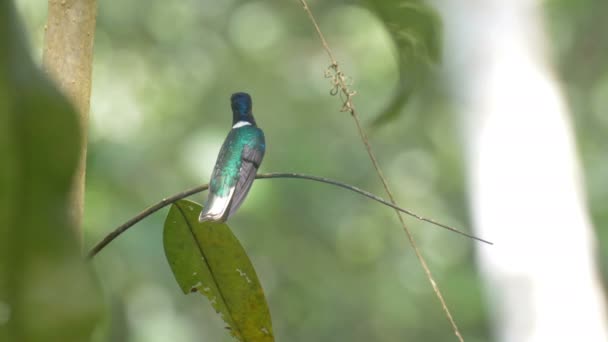 パイプラインの道 パナマの上に座ってカラフルなキヌバネドリ目の鳥 — ストック動画