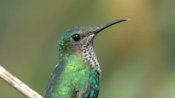 Vista Cercana Colibrí Sentado Rama Árbol Pipeline Road Panamá — Vídeo de stock