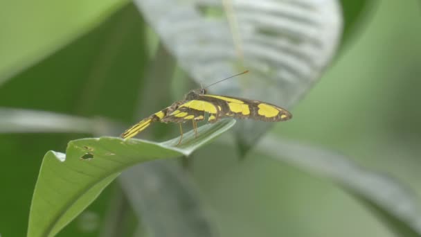 Butterfly Rainforest Csővezeték Road Panama Nézet Bezárása — Stock videók