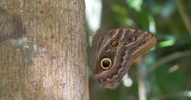 Yağmur ormanlarında, boru hattı Road, Panama kelebek görünümü Kapat