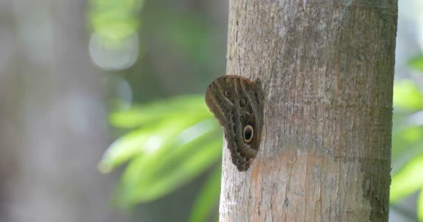 Zamknij Widok Motyla Lesie Deszczowym Rurociąg Road Panama — Wideo stockowe