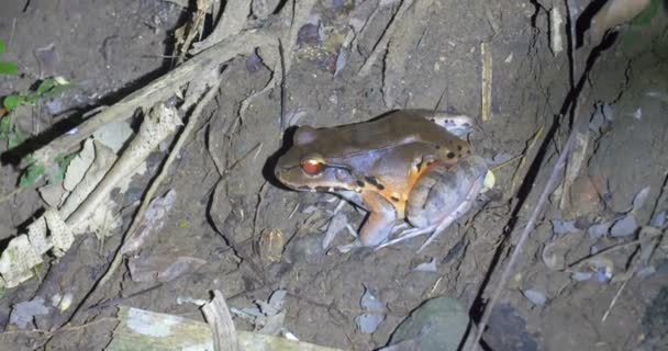 牛蛙在雨林 管道路 巴拿马 — 图库视频影像