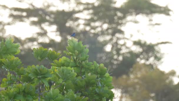 Blue Dacnis Sentado Topo Árvore Rainforest Pipeline Road Panamá — Vídeo de Stock