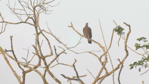 Pigeon Échelle Réduite Assis Sur Branche Dans Forêt Tropicale Pipeline — Video