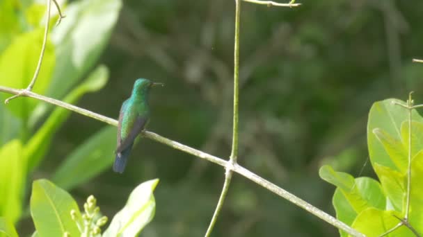 Zavřít Pohled Hummingbird Sedí Větev Stromu Potrubí Road Panama — Stock video